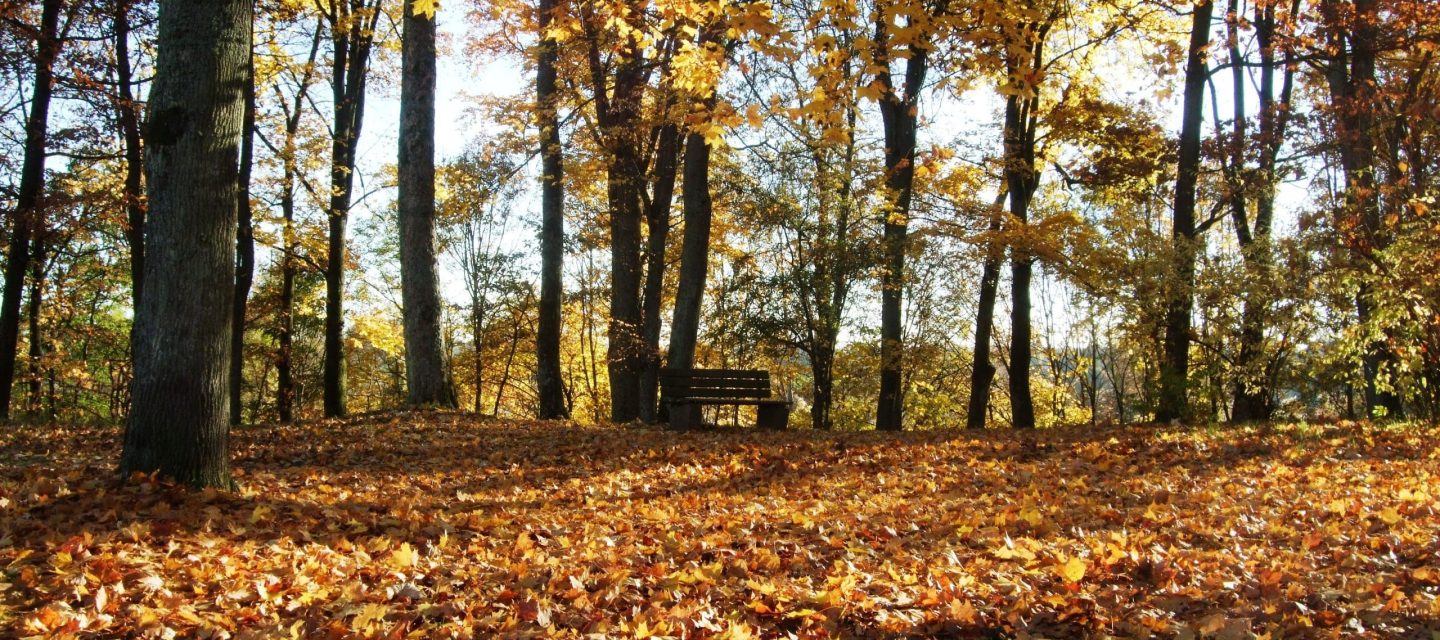 Park Park