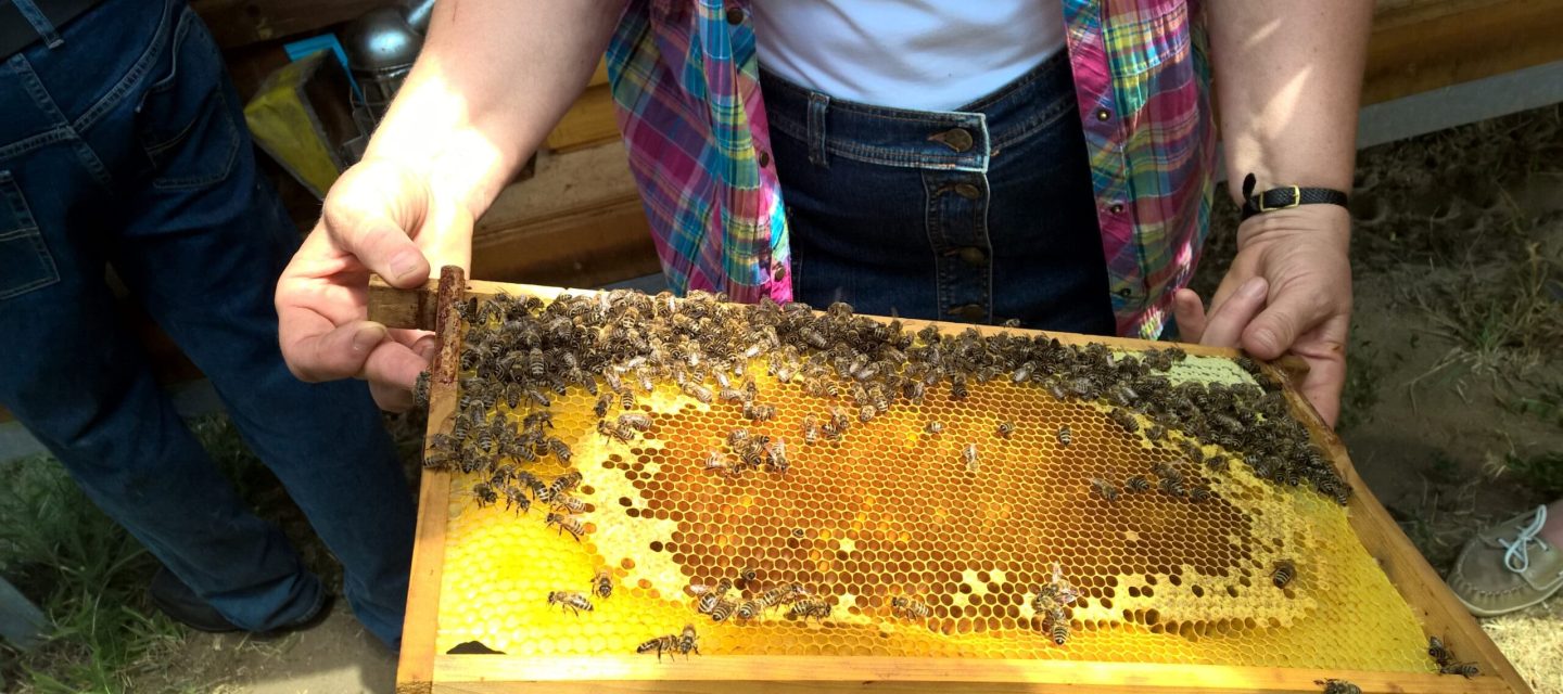 Bienenwaben Bienenwaben